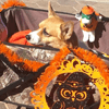 Corgi dog in festive costume