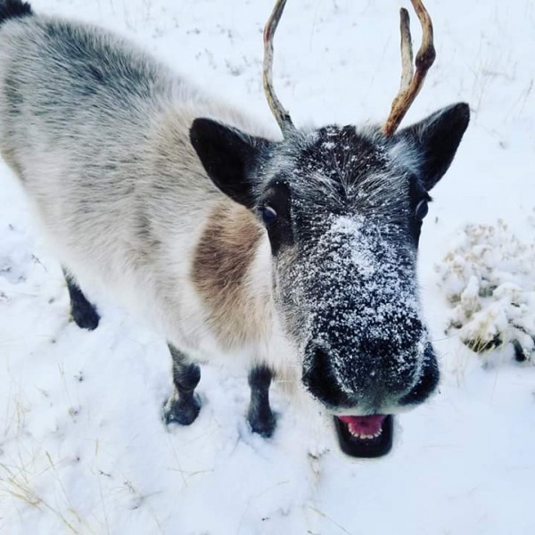 Reindeer Visit at Bath Nursery