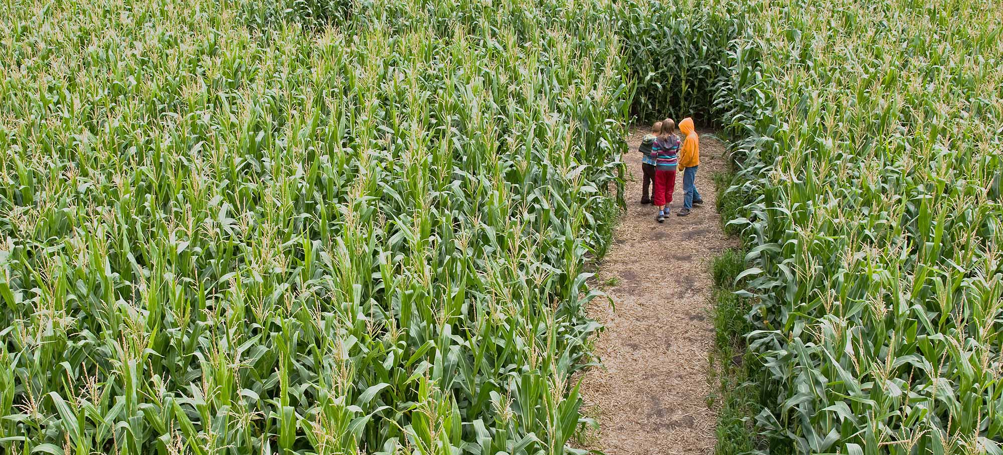 Children walking through a corn maze