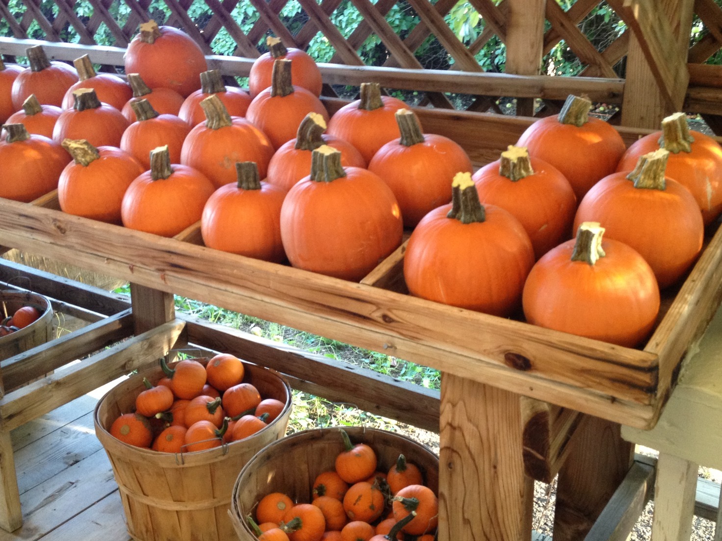 Display of pumpkins