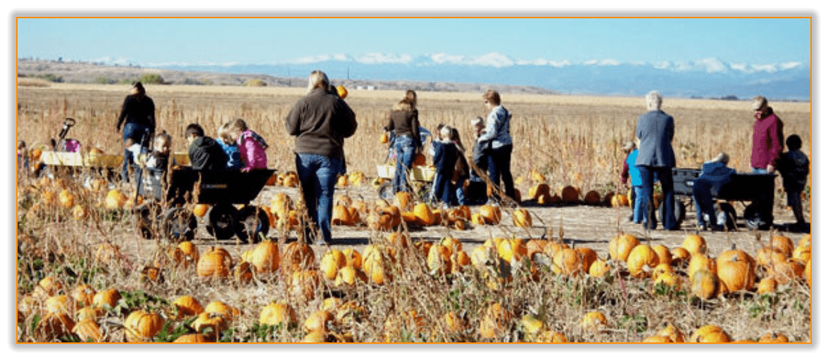Visitors at a pumpkin patch