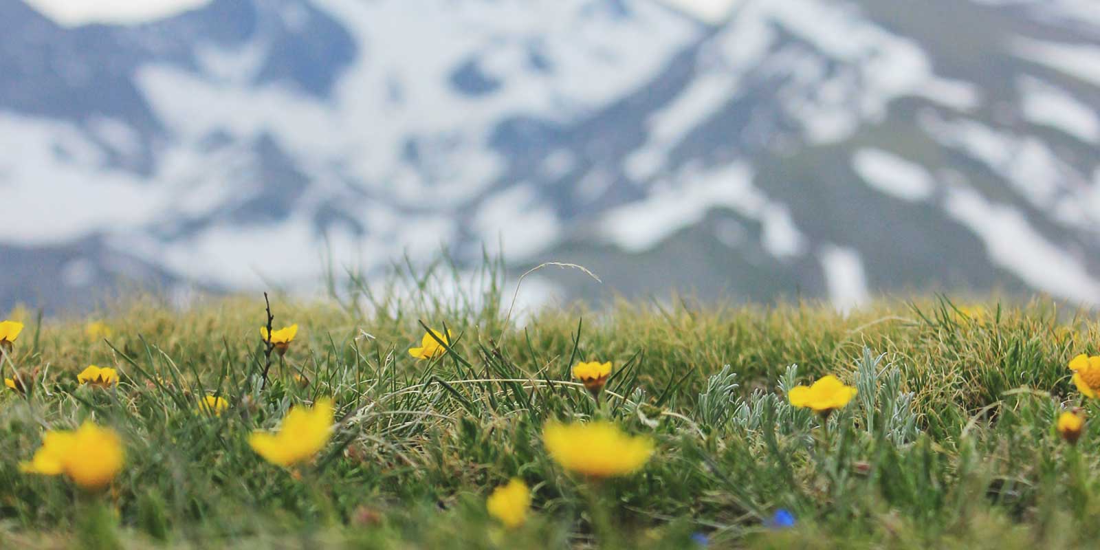 Mountain meadow with yellow flowers and snow capped mountains